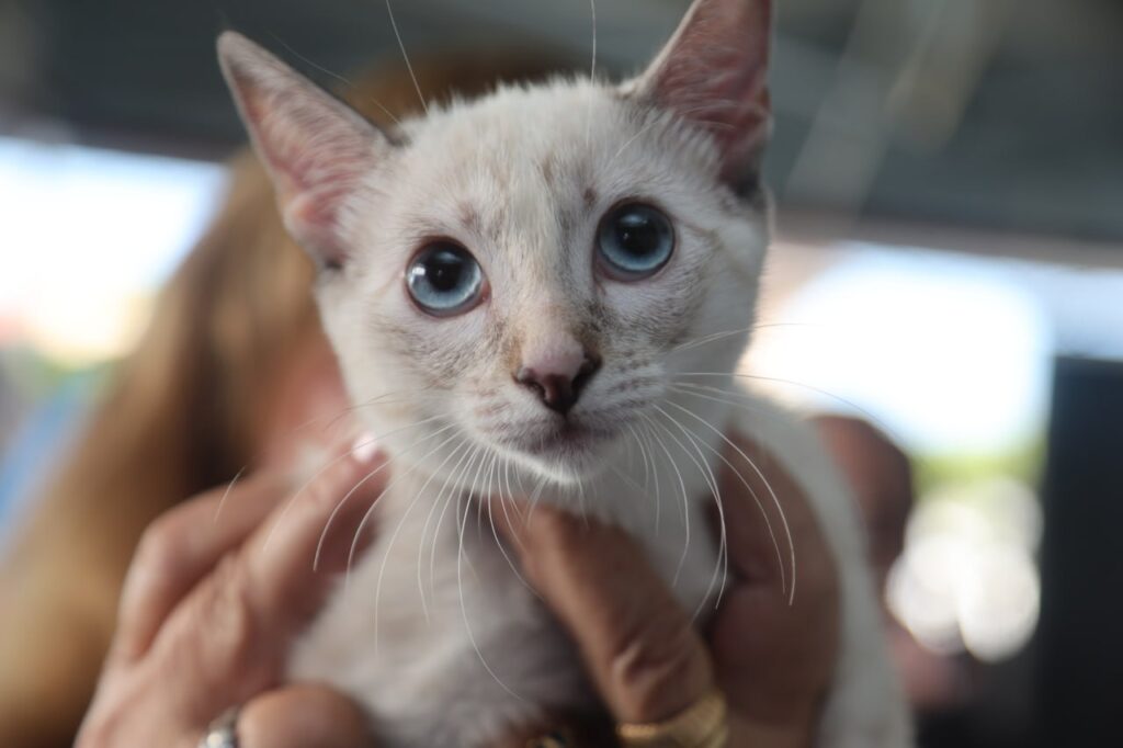 Gato branco de olhos azuis sendo segurado pelas mãos de um tutor durante o mutirão de castração gratuita em Pontal do Paraná.